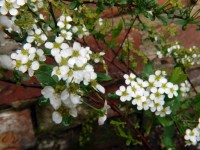 /album/plants/plant-19-jpg/